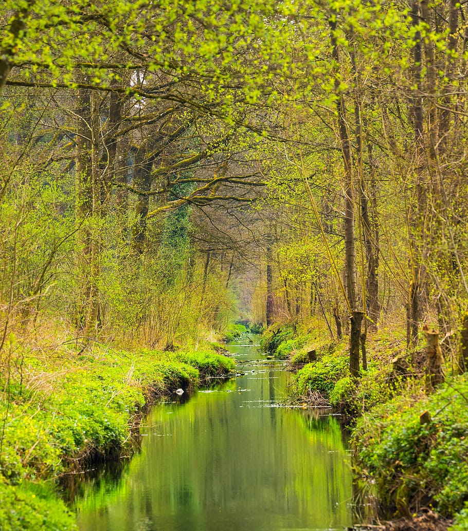 green leafed trees beside a river, Nature, Bach, Forest, Water HD wallpaper