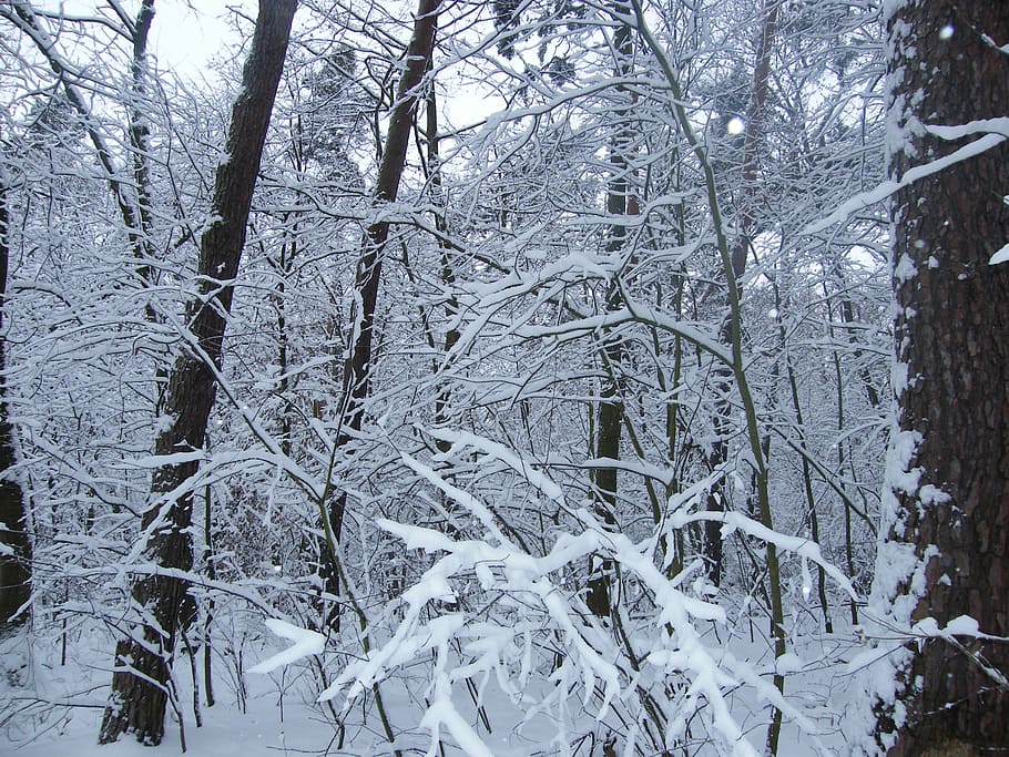 winter, snowy, forest, cold temperature, tree, plant, frozen HD wallpaper