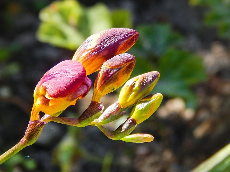 flower, bloom, buds, growth, plant, close-up, freshness, beauty in nature HD wallpaper