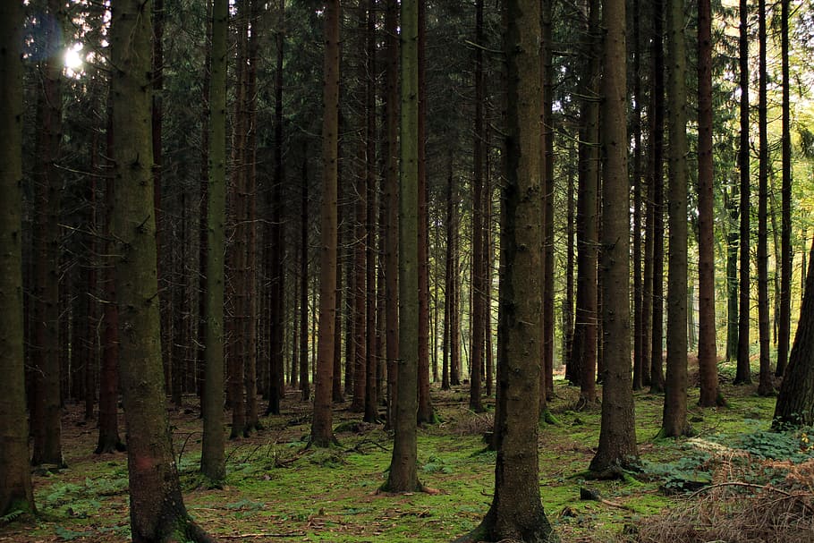 Forest, Trees, Nature, Landscape, Moss, green, mood, mystical HD wallpaper