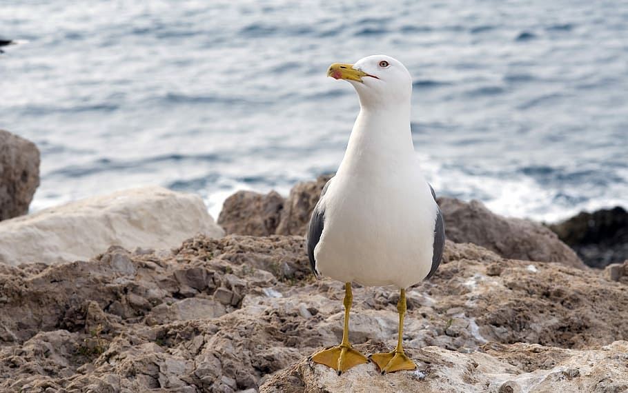 seagull, water, ocean, rocks, bird, wildlife, nature, animal HD wallpaper