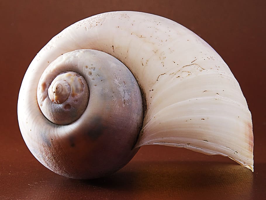 close-up of white shell, snail shell, brown, food, food and drink HD wallpaper