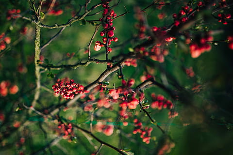 Red rowan on branches, closeup, flowers, flora, fruit, nature HD wallpaper