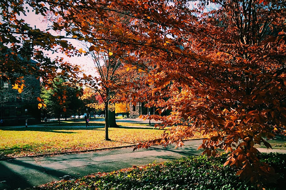 tree, nature, campus, plant, autumn, change, beauty in nature HD wallpaper