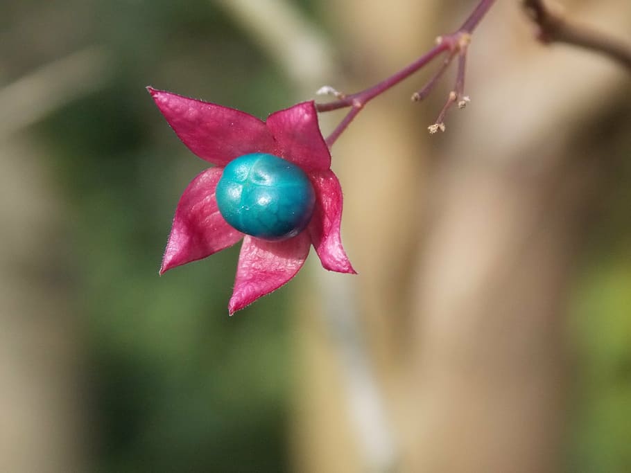 spring, purple, flower, nature, plant, red, close-up, freshness HD wallpaper