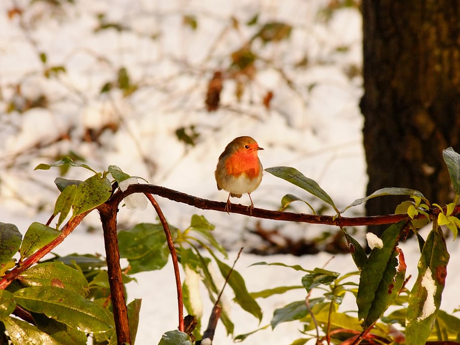 robbin, winter, snow, bird, fly, wings, feather, wildlife, beak HD wallpaper