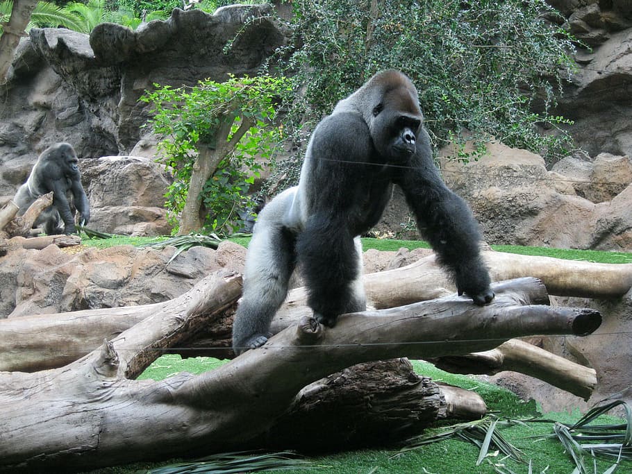gorilla on driftwood, silverback, zoo, primate, monkey, animal themes HD wallpaper