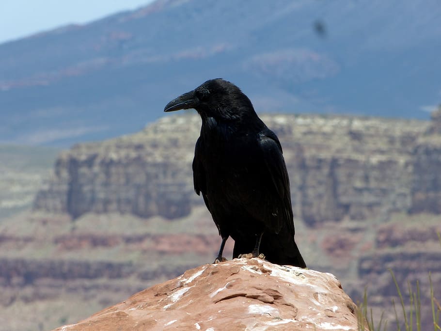 Raven, Crow, Black, Birds, grand canyon, nature, black bird HD wallpaper