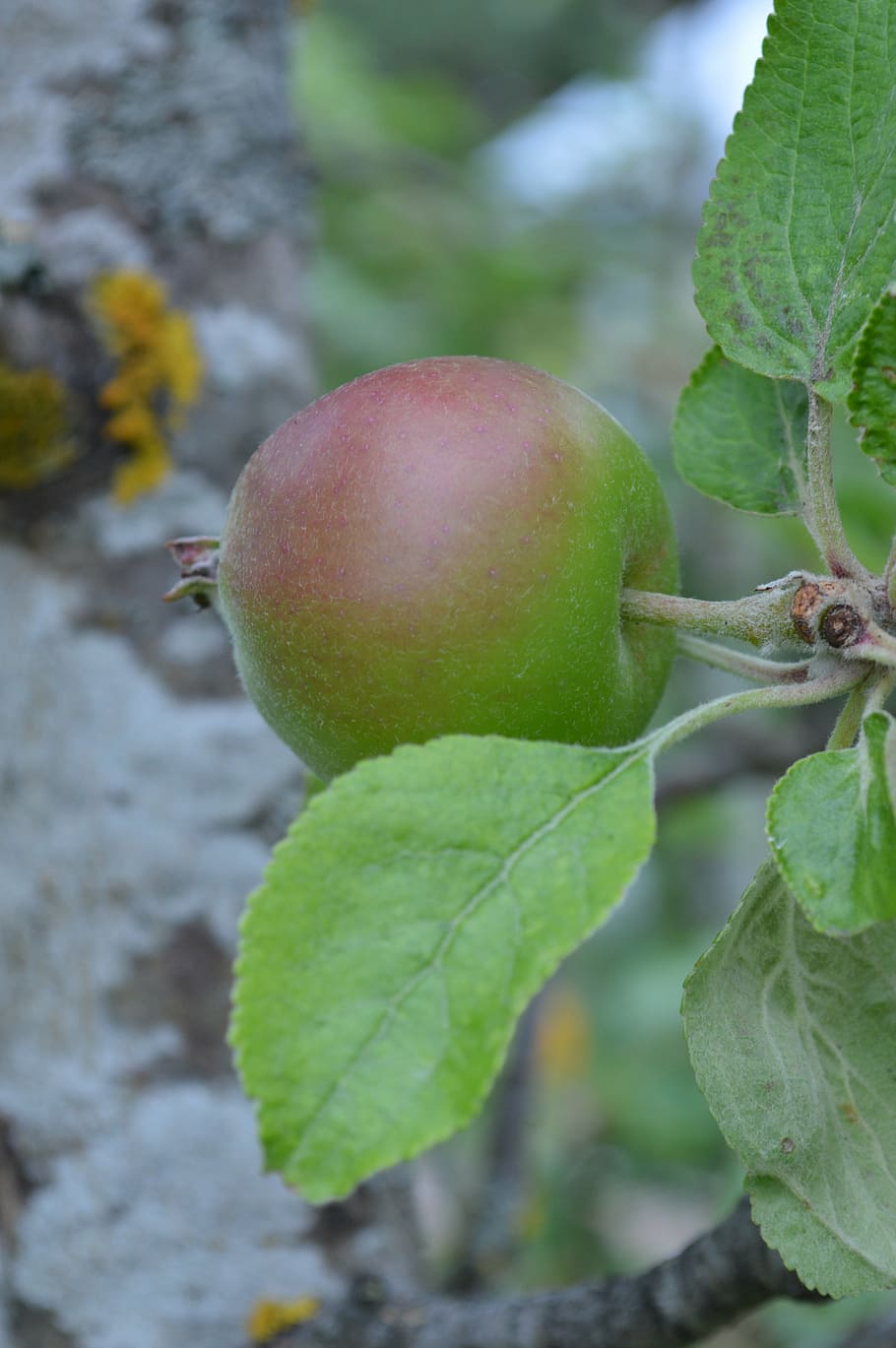 apple, apple tree, fruit, nature, movies, eco, product, natural HD wallpaper