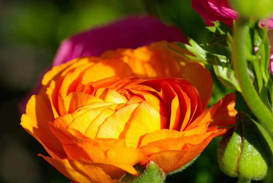 buttercup, flower, petals, spring, orange, flowering plant HD wallpaper