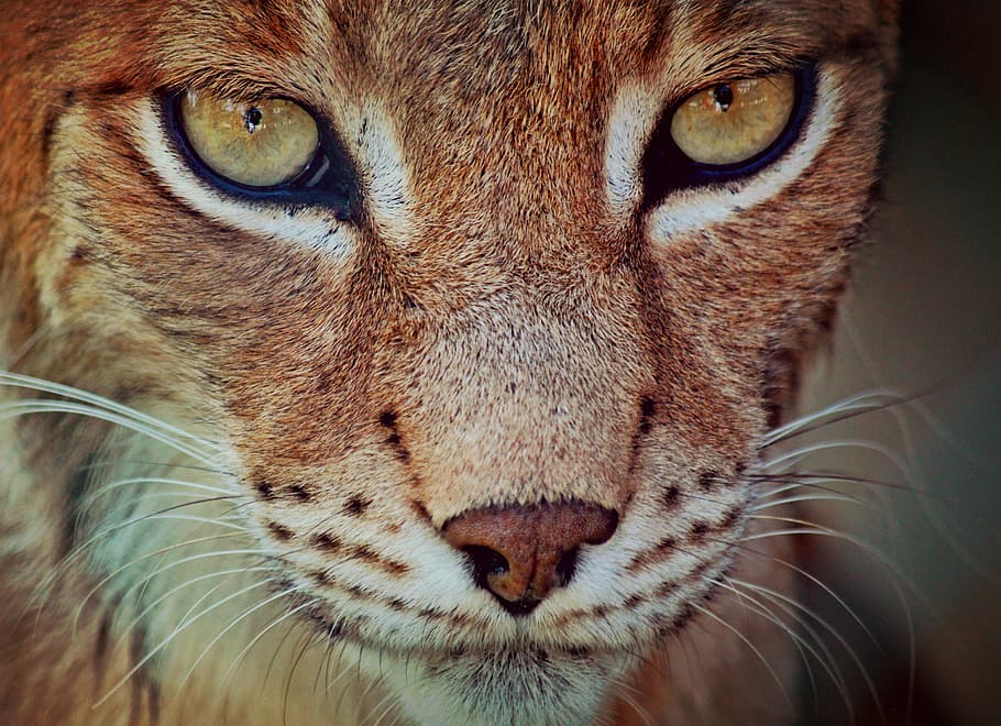 closeup photography of brown animal, lynx, predator, cat, animal portrait HD wallpaper