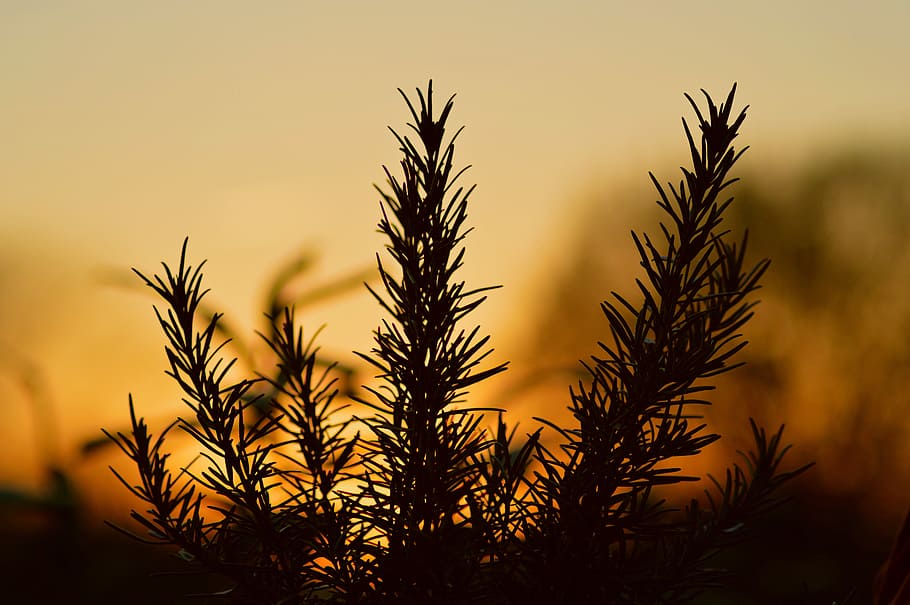 nature, tree, sunset, dawn, plant, rosemary, bush, growth, summer HD wallpaper