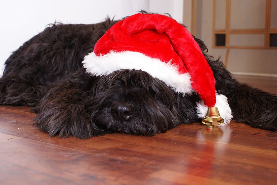 photo of long-coated black dog with red and white Christmas hat, HD wallpaper