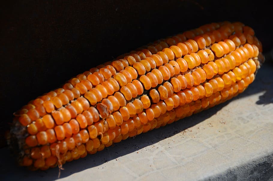 yellow, maize, china, food and drink, corn, healthy eating HD wallpaper