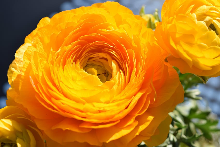 flower, ranunculus, orange, nature, yellow, petal, plant, flower Head HD wallpaper