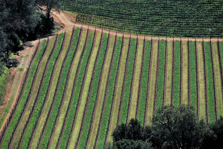 aerial view of green field during daytime, untitled, vineyard HD wallpaper