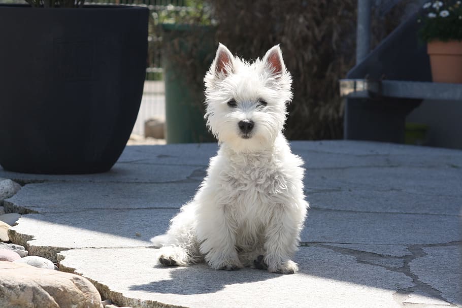 west-highland-terrier, puppy, dog, domestic, pets, domestic animals, HD wallpaper