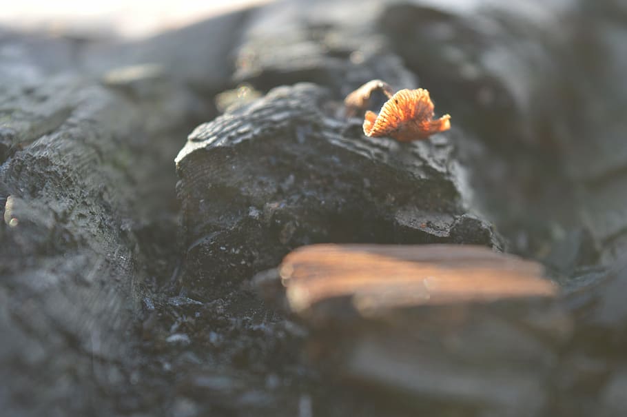 wood, sponge, forest, selective focus, close-up, no people HD wallpaper