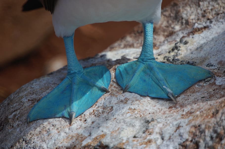 blue feet duck, blue-footed boobie, ecuador, webbed, close-up