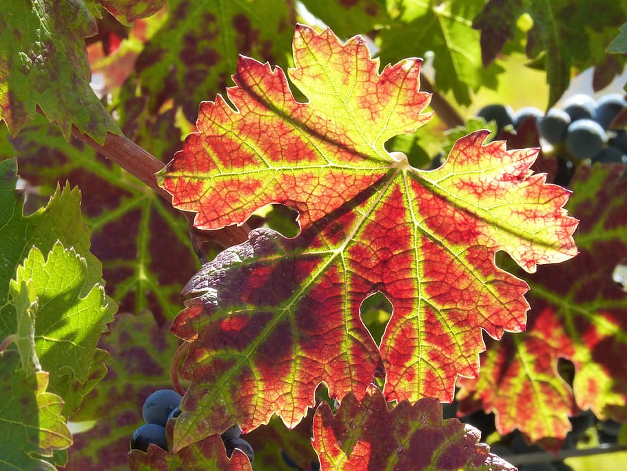 Vine, Red Leaf, Autumn, vine leaf, priorat, nature, season HD wallpaper