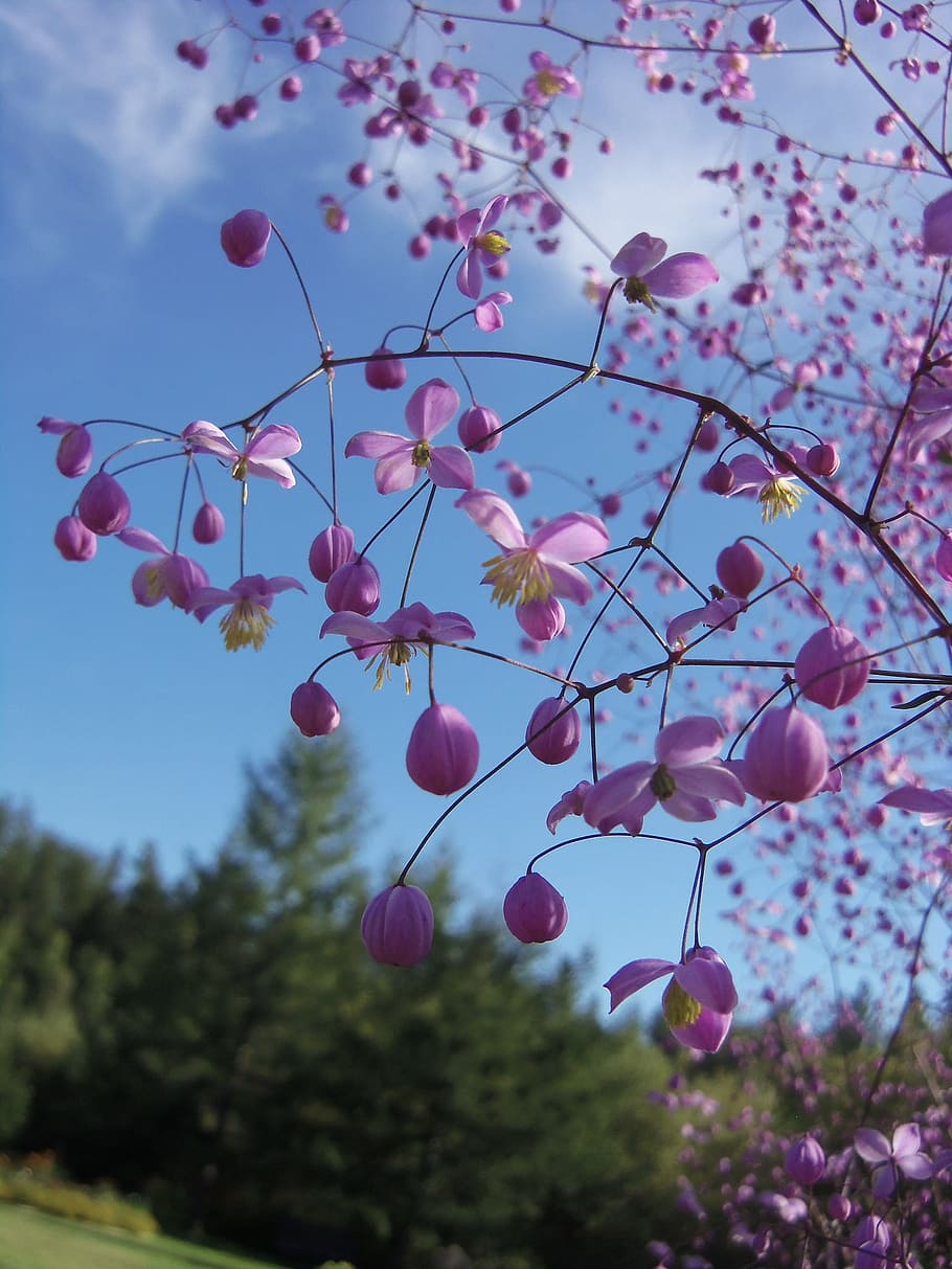 canadian, flowers, spring, plant, tree, growth, beauty in nature HD wallpaper