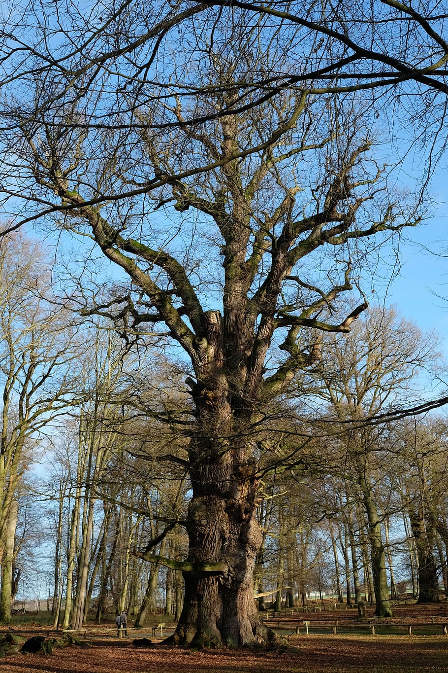 Tree, Old, Miracle, Nature, Forest, environment, bare tree HD wallpaper