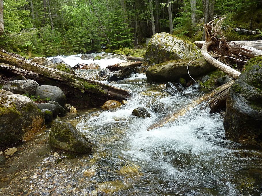 torrent, drift wood, rock, nature, forest, river, stream, tree, HD wallpaper