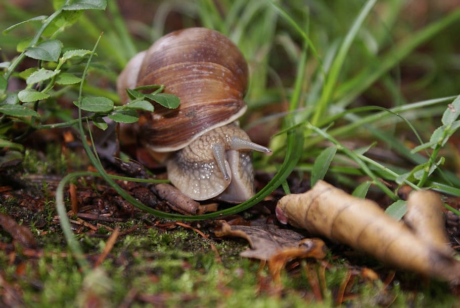 snail, forest, nature, mollusk, animal wildlife, animal themes HD wallpaper