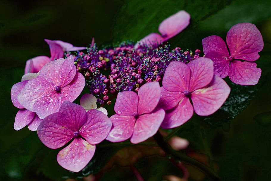 hydrangea, hydrangea aspera, lacecap, pink, petal, flower, rainy day HD wallpaper