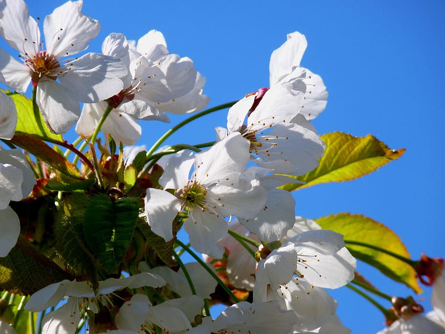 blossom, bloom, tree, cherry, white, spring, nature, plant HD wallpaper