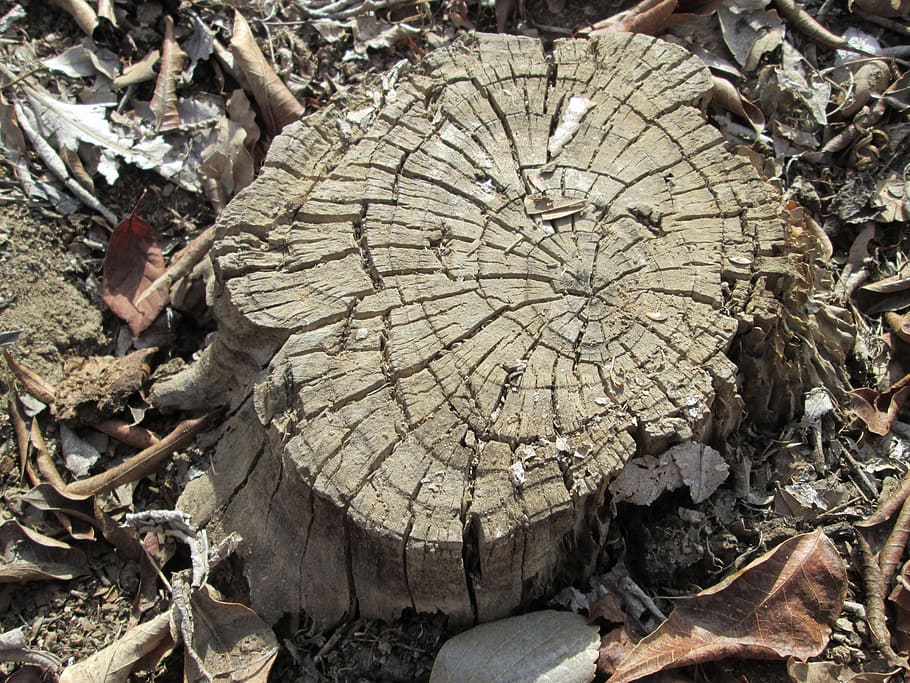 tree, nature, plant, background, vegetation, stump, wood - material HD wallpaper