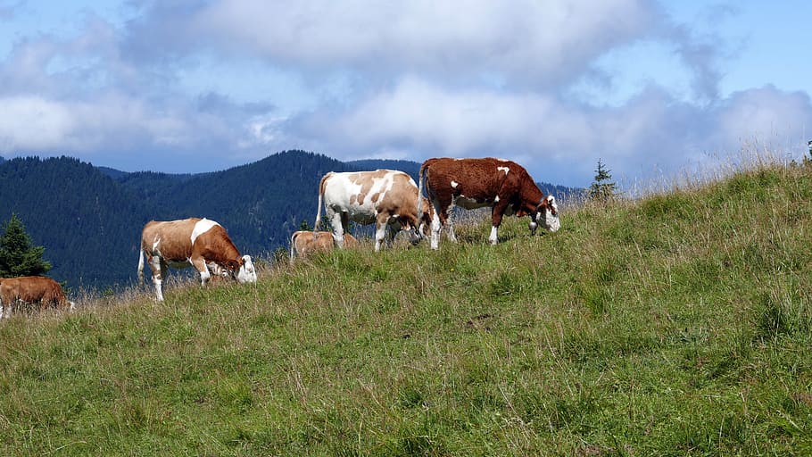 alm, pasture, cows, mountains, graze, jelenia góra, kreuth, HD wallpaper