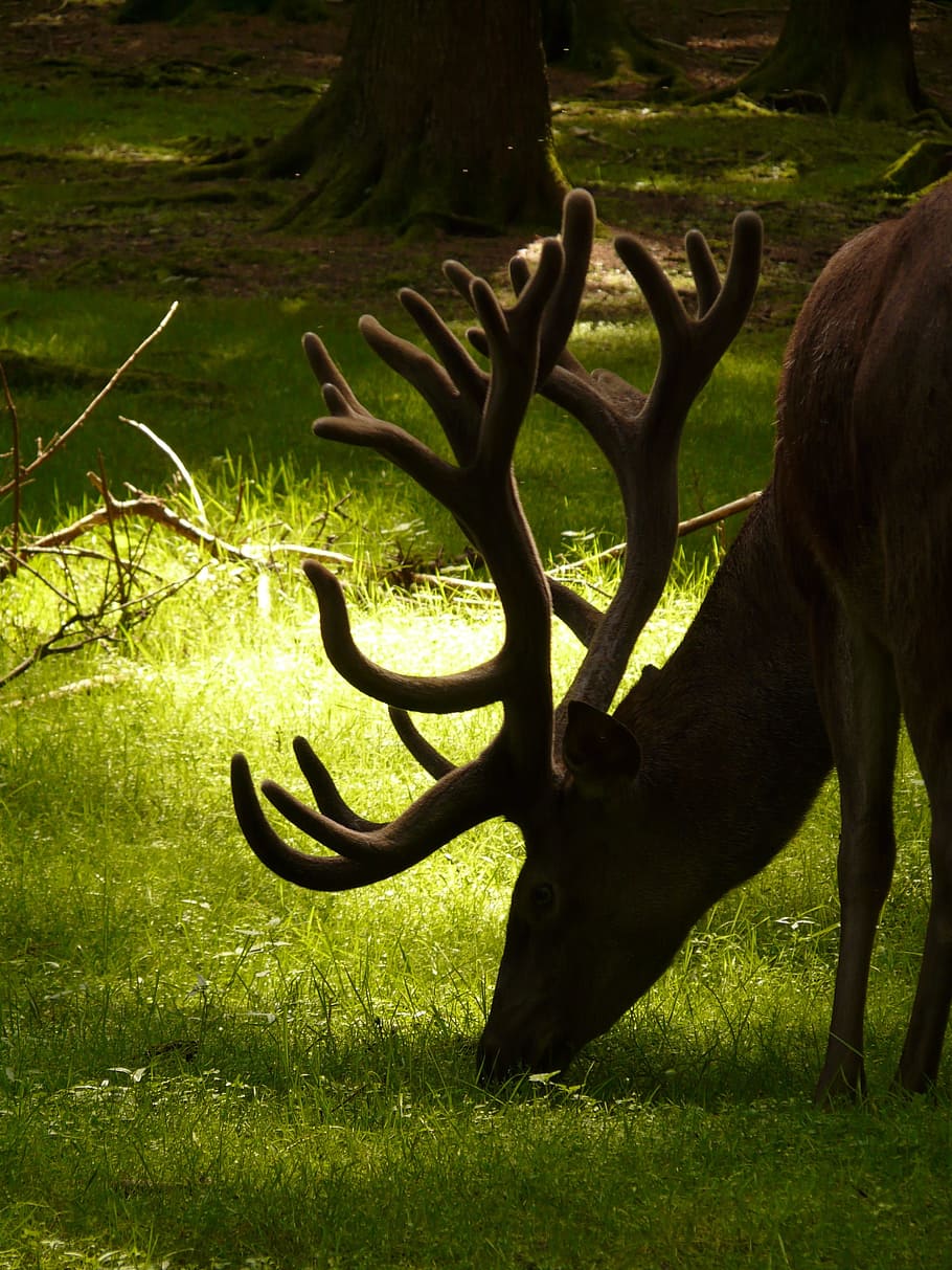 wildlife photography of brown caribou, Animal, Red Deer, Hirsch, HD wallpaper