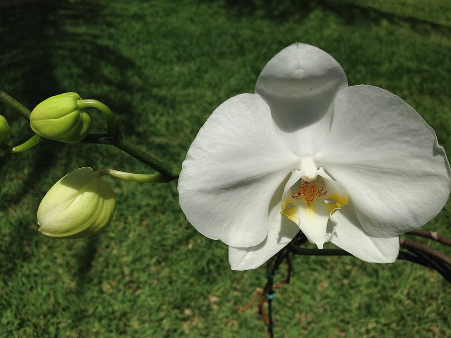 flower, white, garden, flowering plant, beauty in nature, fragility HD wallpaper