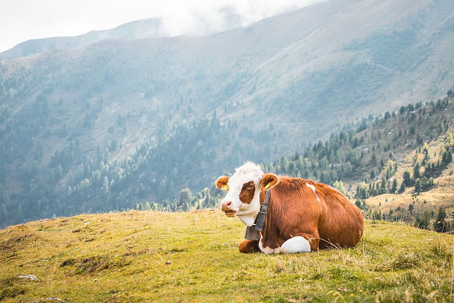 Cow Relaxing on Pastures in the Middle of Mountains, animals HD wallpaper