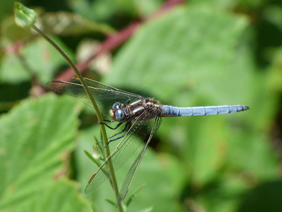 blue dragonfly, stem, greenery, winged insect, wetland, orthetrum coerulescens HD wallpaper