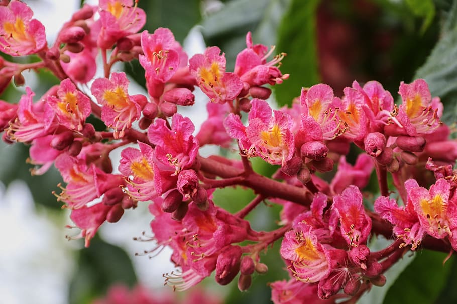 red-flowering horse chestnut, aesculus carnea, buckeye, bloom, HD wallpaper