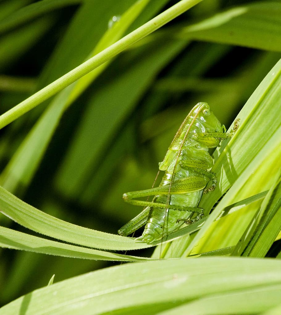 grasshopper, insect, green, nature, summer, outdoors, outside HD wallpaper