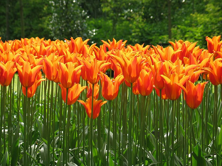 tulip, orange, flora, flower, spring, nature, netherlands, springtime HD wallpaper