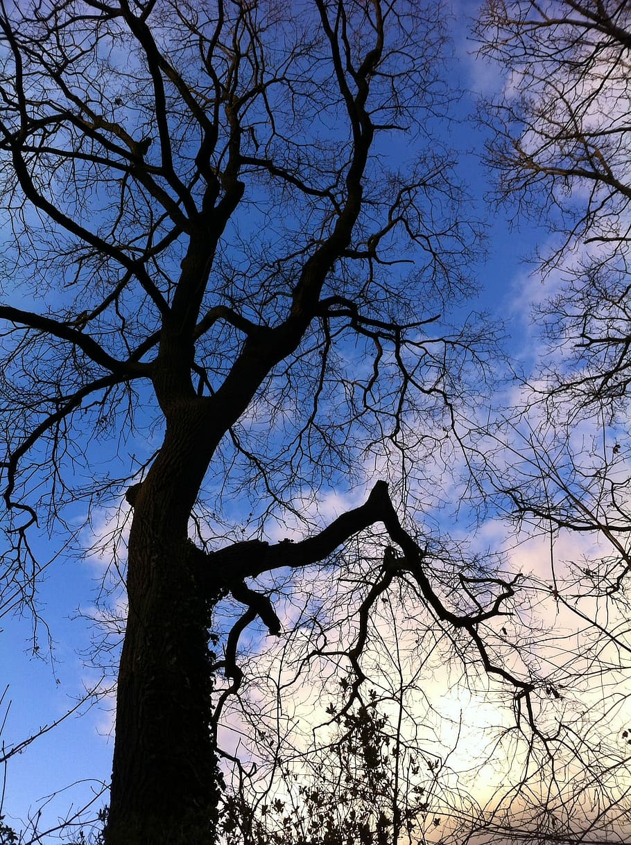 Clouds, Tree, Nature, Silhouette, bare tree, branch, no people HD wallpaper
