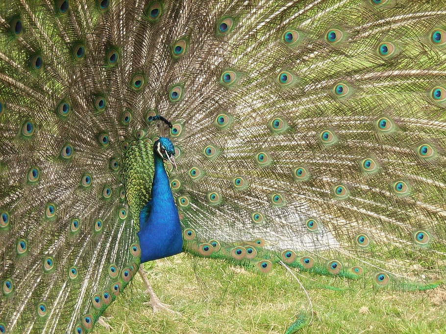 Peacock, Eyes, Feathers, Green, Blue, attractive, bird, peafowl HD wallpaper