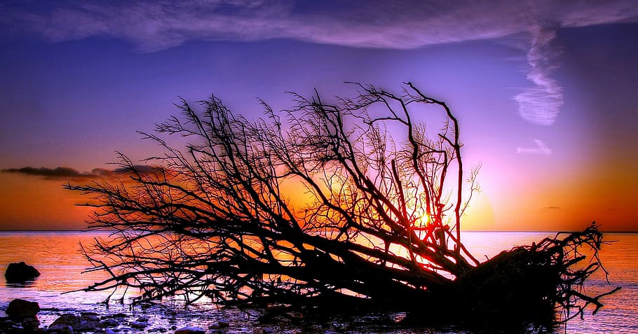 silhouette of tree near body of water under calm sky during golden hour HD wallpaper