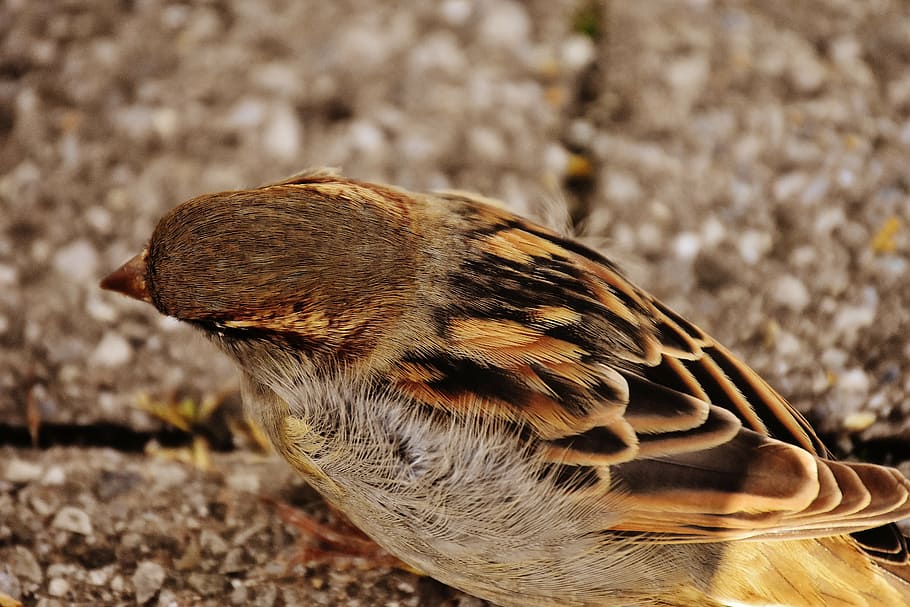 sparrow, bird, small, cute, nature, plumage, young, birds, sparrows HD wallpaper