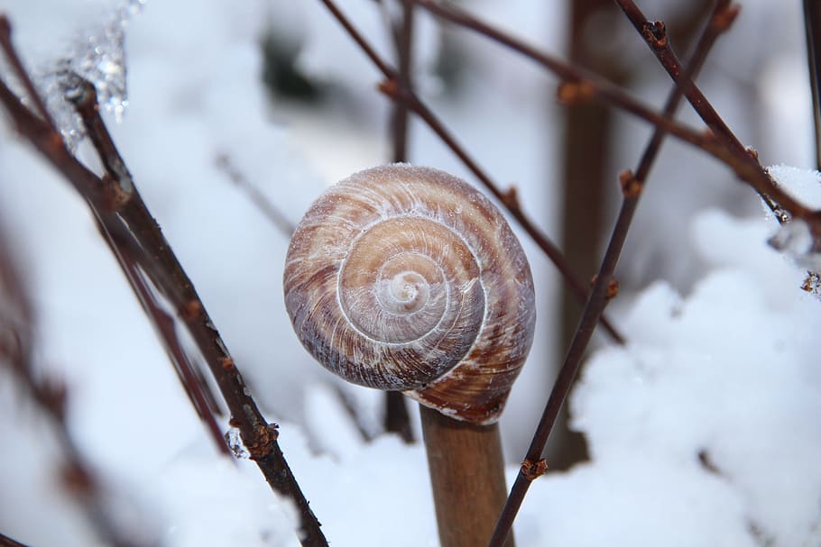 brown shell, winter, rod, snow, ice, snail, branch, close, crystal formation HD wallpaper