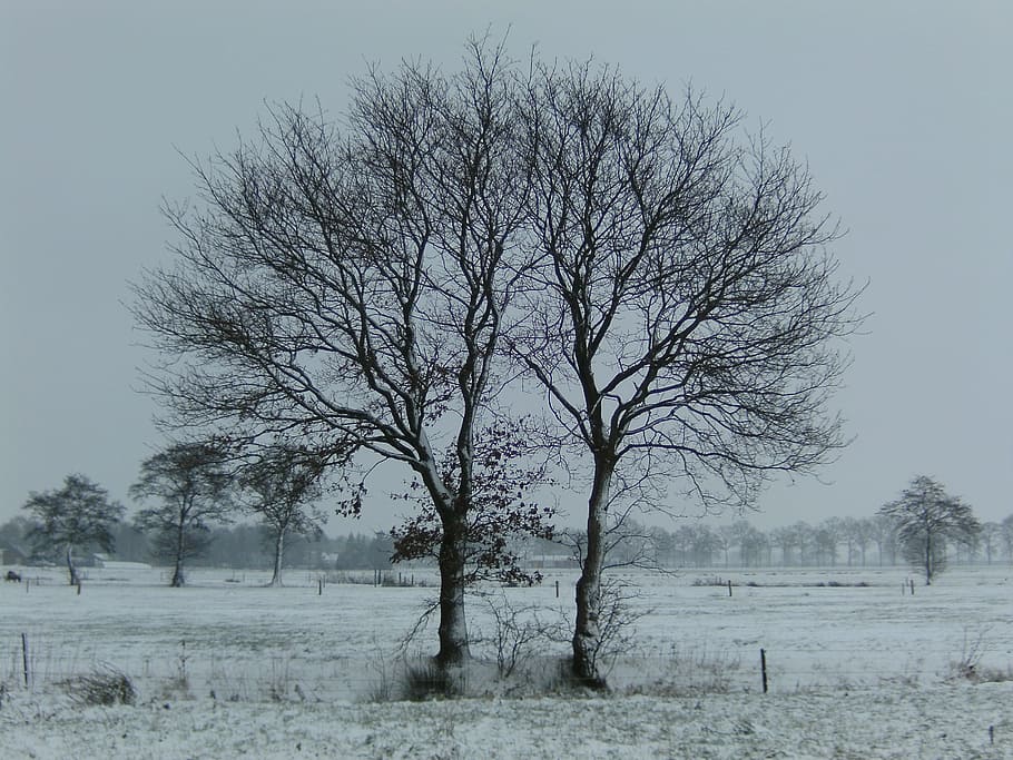 winter, trees, snow, landscape, bare tree, plant, beauty in nature HD wallpaper