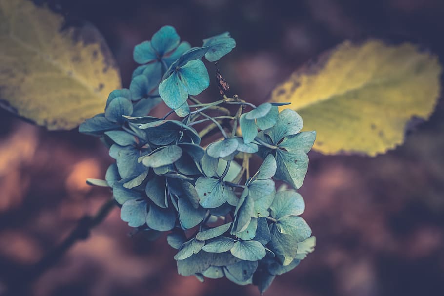 blue flowers, selective photo of green flowers, shallow focus HD wallpaper