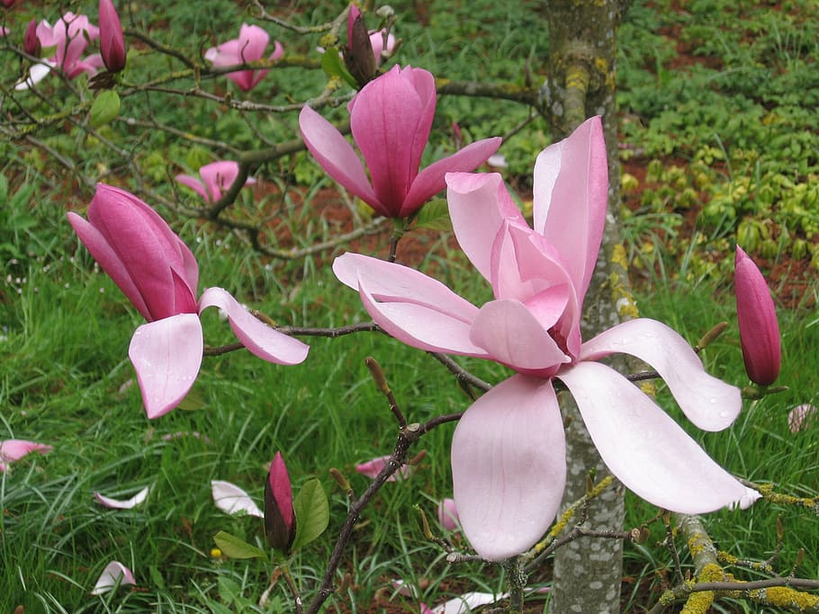 magnolia, flowers, spring, nature, petal, plant, flower Head HD wallpaper