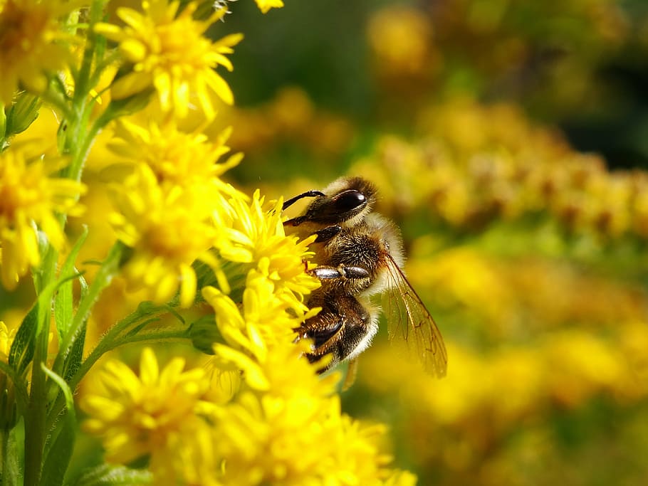 bee, bug, bees, flowers, nature, insects, bumblebee, yellow HD wallpaper