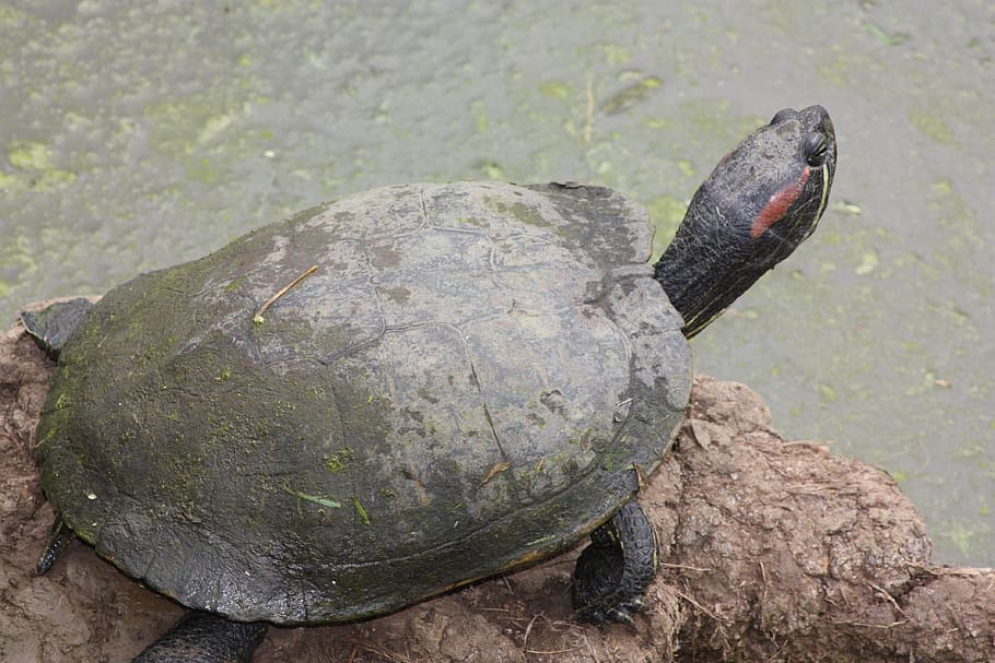 Turtle, Tortoise, Reptile, Shell, wildlife, nature, animal HD wallpaper