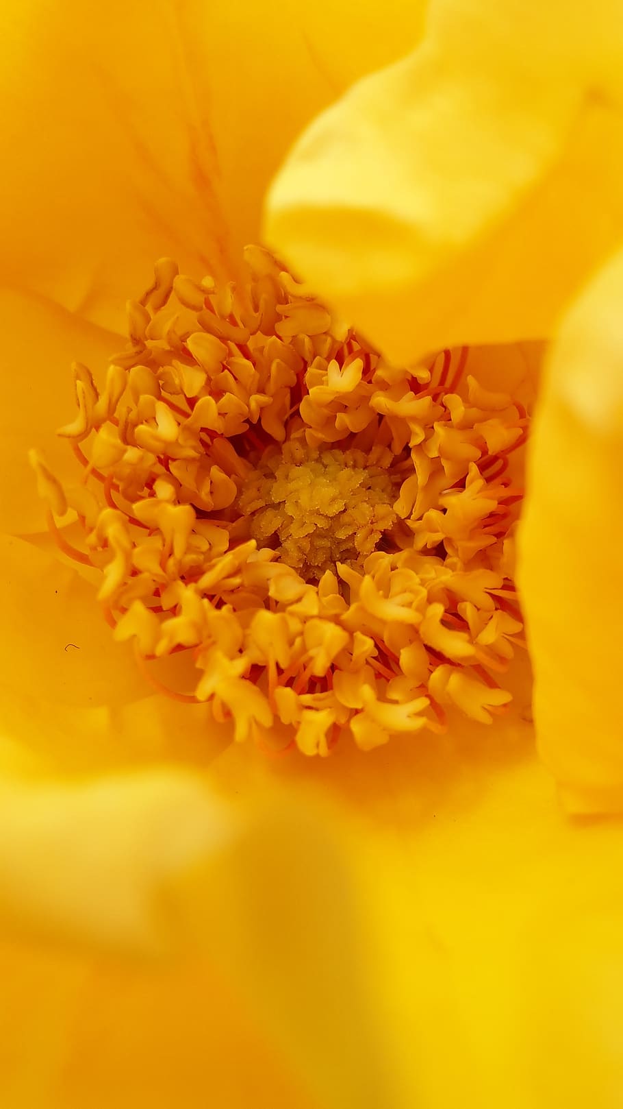 nature, rose, yellow, bud, flower, flowering plant, freshness HD wallpaper